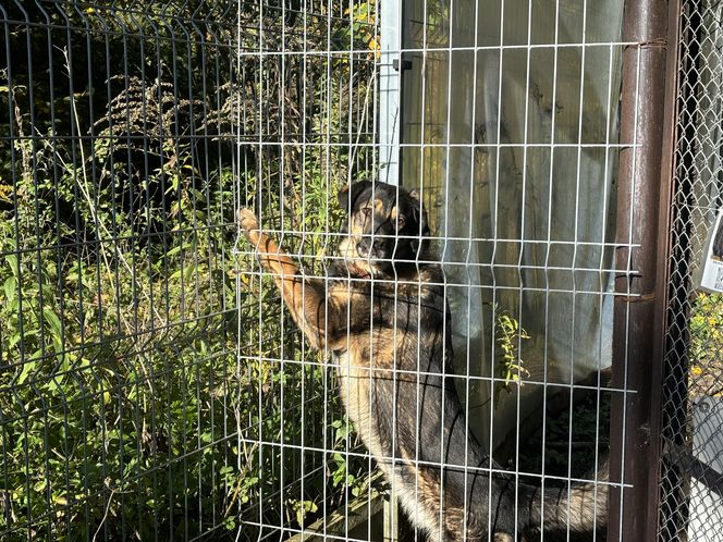 Przygotowania do nadchodzącej zimy. Odwiedziliśmy olsztyńskie Schronisko dla zwierząt [ZDJĘCIA]