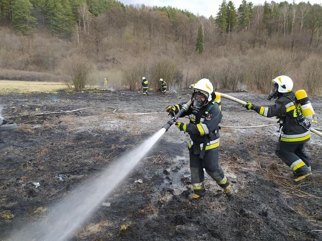 Maszkowice. MAKABRYCZNE skutki wypalania traw. Zwierzak zginął w strasznych męczarniach