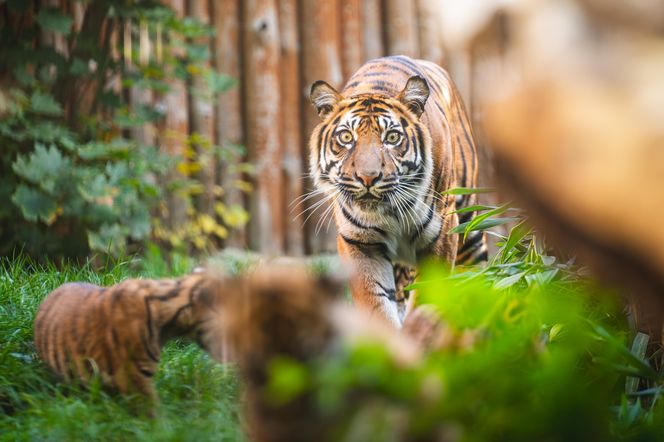 Niesamowite narodziny we wrocławskim zoo. Na świat przyszły cztery tygrysy sumatrzańskie 