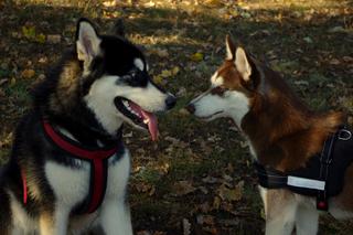 Husky opanowały Psi Park! [GALERIA]