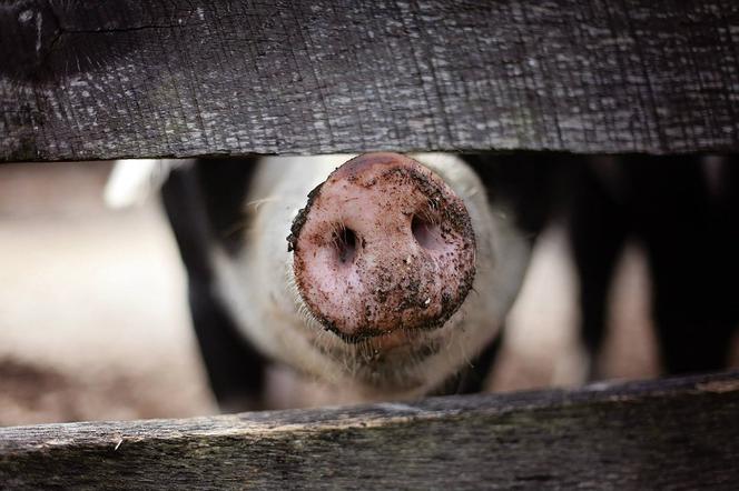 Dramatyczny ubój świń w Orzeszkowie. Martwe zwierzęta leżały na posesji przez trzy dni