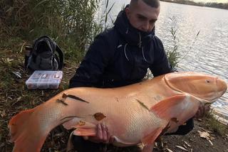 Biała Tołpyga zszokowała wędkarzy! Waży ponad 50 kilogramów [ZDJĘCIA]