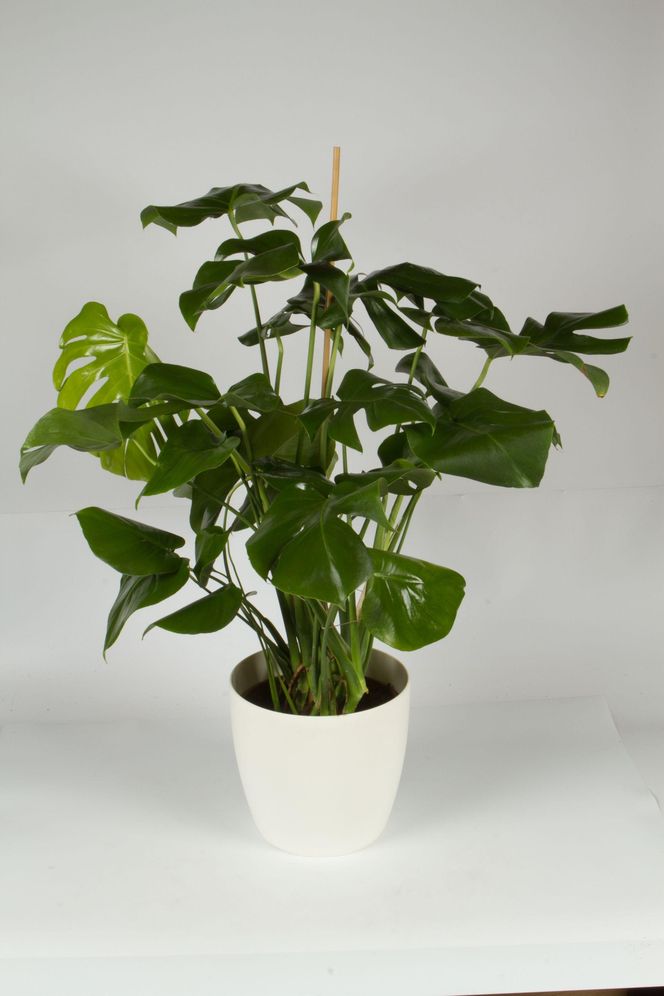 Rosliny doniczkowe na podporach