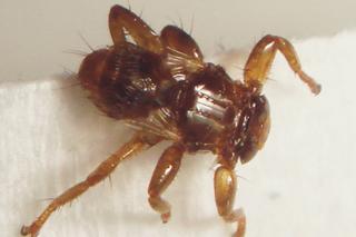 Latające kleszcze. Jak wygląda strzyżak sarni? Ukąszenie insekta jest nieprzyjemne i groźne dla ludzi