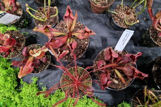 Egzotyczny świat zawitał do Bydgoszczy! ZooEgzotyka 2025 i Targi Akwarystyki przyciągnęły tłumy