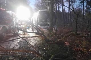 Szkolny autobus uderzył w drzewo