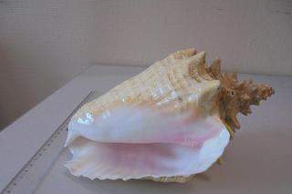 Papuga, koralowce i pijawki. Te okazy chronione konwencją CITES próbowano wwieźć do Polski