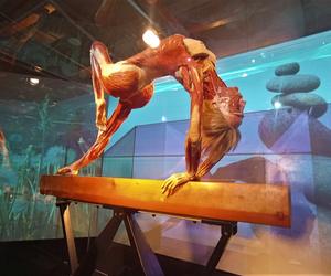 Wystawa Body Worlds w Szczecinie