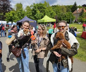 Festiwal Przyjaciół Zwierząt w Olsztynie. Park Centralny opanowały radosne pieski