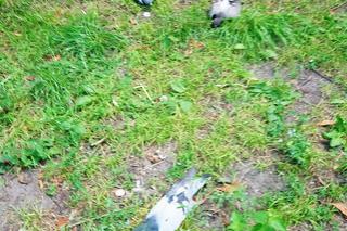 Ktoś otruł gołębie przy Placu Nowowiejskim