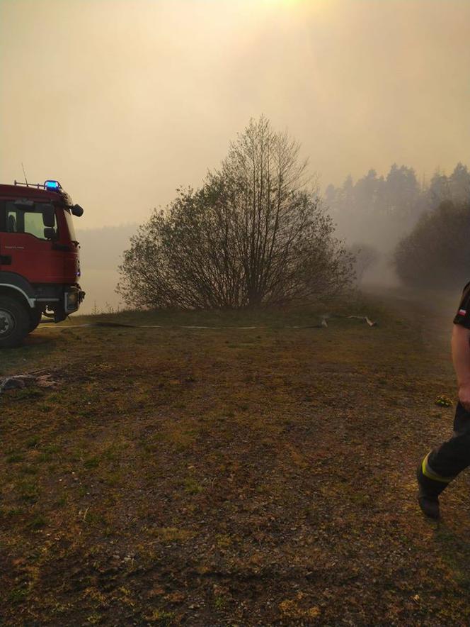 Pożar Lubańskiego Wielkiego Lasu 