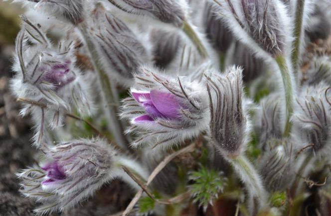 Sasanka słowacka,Pulsatilla halleri