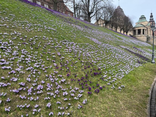 Krokusy na Wałach Chrobrego