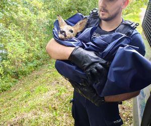 Policjanci uratowali tonącą sarenkę