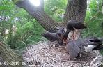 Leśnicy z Bełchatowa zachęcają do obserwcaji bocianów czarnych: To fascynujące widowisko!