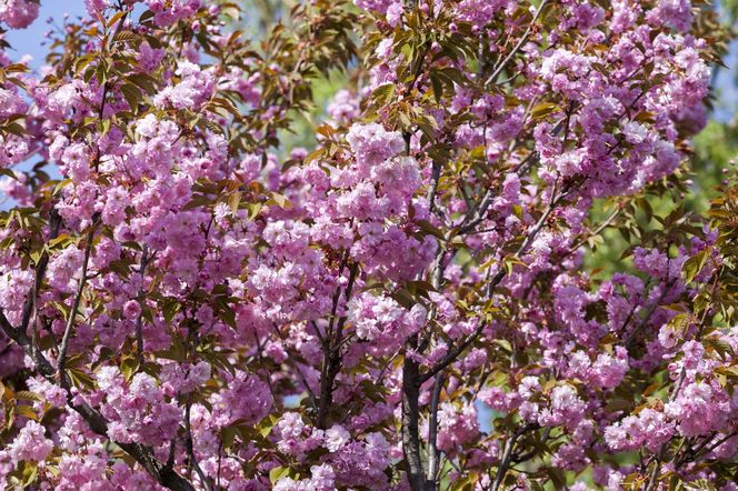 Wiśnia piłkowana 'Shimidsu Sakura'