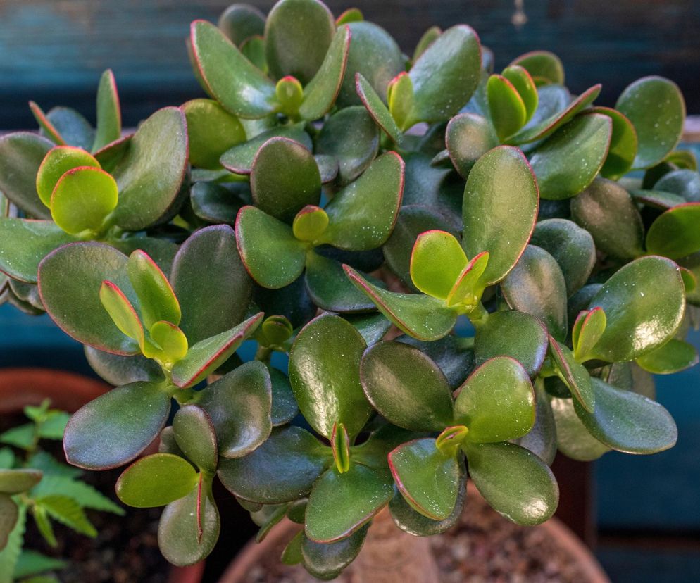 Pielęgnacja grubosza