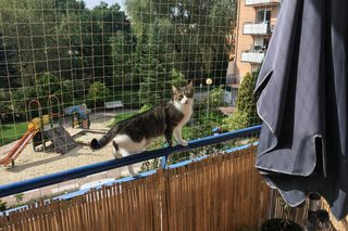 Siatka na balkon dla kota i psa – jak zabezpieczyć pupila bezpiecznie i legalnie?