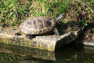 To prawdziwa inwazja! Niebezpieczne żółwie opanowały lubelskie zbiorniki, bo ktoś je tam wyrzucił