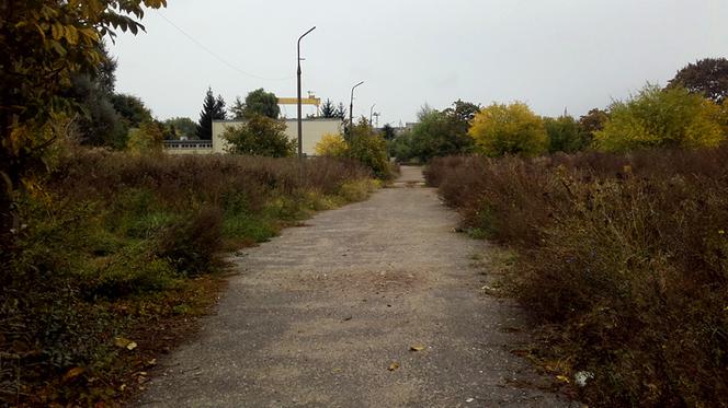 Gontynka