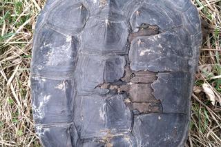 Żółw jaszczurowaty