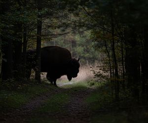 Turystka poturbowana przez żubra na Podlasiu. Co doprowadziło do ataku?