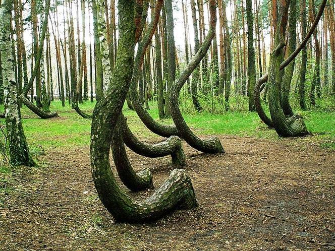 Krzywy las pod Gryfinem - zdjęcia. Jak powstał?