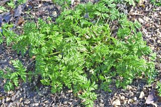 Trybula ogrodowa = Trybuła ogrodowa - Anthriscus cerefolium