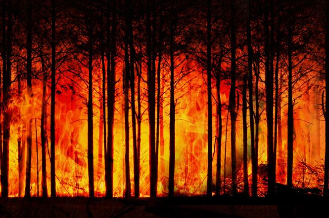 pożar las