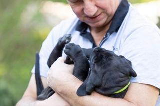 Szczeniaki Andrzeja Halickiego