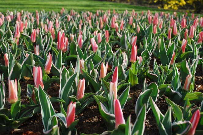 Tulipany Kaufmanna