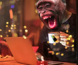 Jak Zła Małpka wysadziła internet? Historia ze świata muzyki, którą znać powinien każdy 