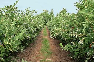 Badanie gleby sposobem na drogie nawozy? 