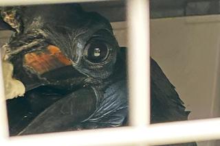 Naukowcy z Wrocławia zrobią protezę dzioba Joanny