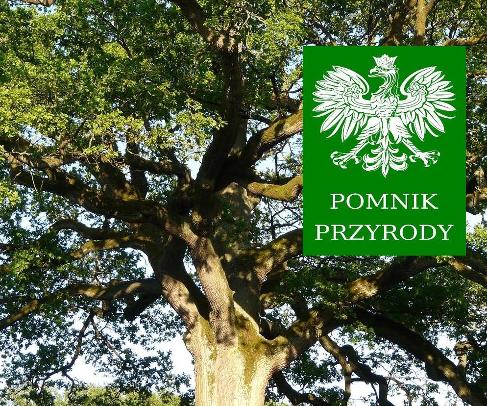Nowe pomniki przyrody w Łodzi. Każdy może nadać im imię