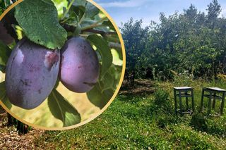Śliwkowy sad pod Bydgoszczą. Drzewa uginają się pod ciężarem owoców, można rwać i brać za pół ceny!