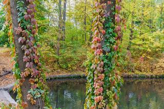 Winobluszcz pięciolistkowy