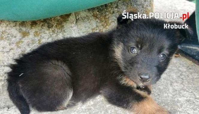 Śląskie. Ktoś zostawił szczeniaki w jutowym worku [ZDJĘCIA]