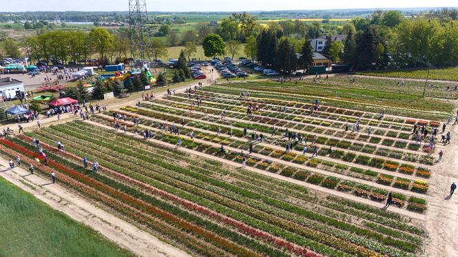 Święto Tulipanów 2025