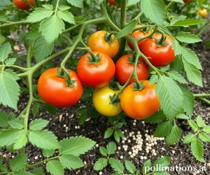 Rolniczka wyjawiła przepis na nawóz do pomidorów na dojrzewanie owoców. Wrzuć do wody i podlej krzaczki, a zwiększysz plony. Naturalny nawóz do pomidorów