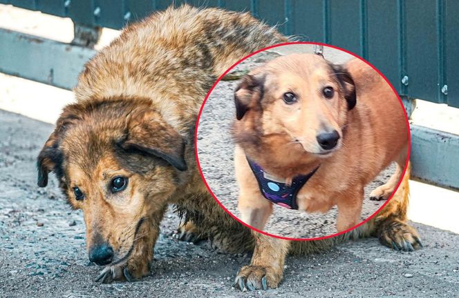 Aleksandrów Łódzki. Piesek Pimpuś potrzebuje pilnej pomocy. Zwróciła go rodzina adopcyjna