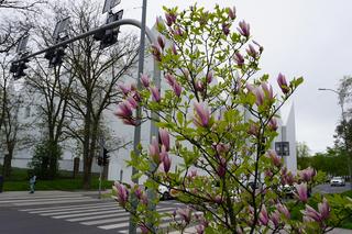 Szlak magnolii Szczecin