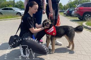 Leon czeka na dom w schronisku dla zwierząt w Zamościu