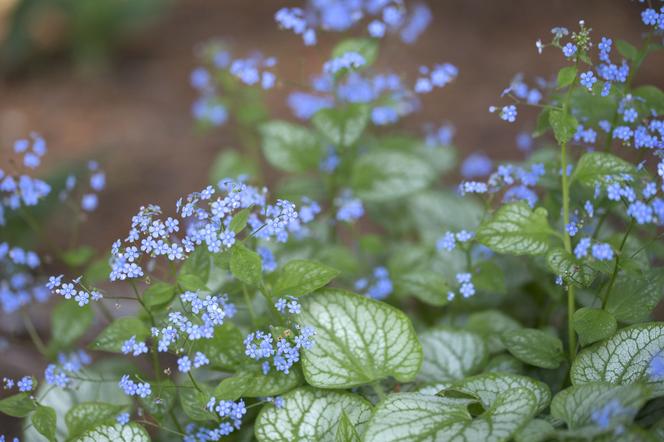 Brunnera wielkolistna