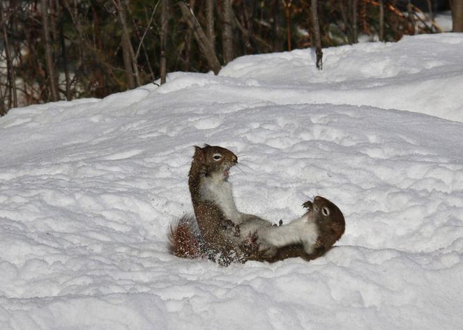 Kung fu wiewiórki!