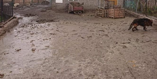 HORROR pod Krakowem. Zwierzęta jadły się nawzajem z głodu