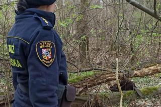 Bóbr uwięziony w piwnicy we Wrocławiu. Na ratunek ruszyły strażniczki miejskie