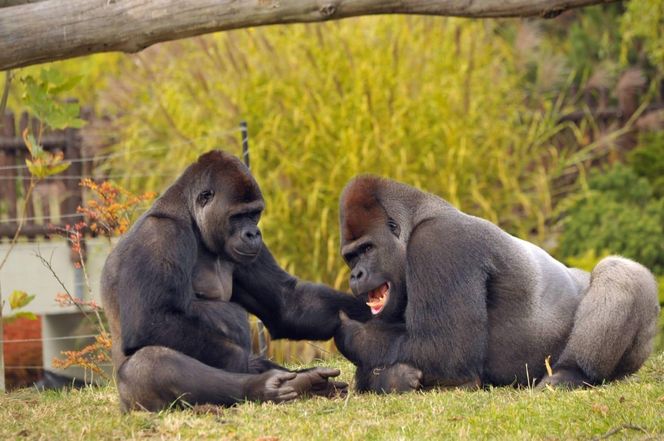 Warszawskie ZOO. Goryl M’Tonge "Mutek"