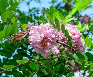 Robinia Małgorzaty CASQUE ROUGE 'Pink Cascade'