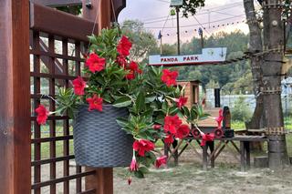 Muszyńskie ogrody zachwycają pięknem. Wyjątkowe miejsce na mapie Małopolski 